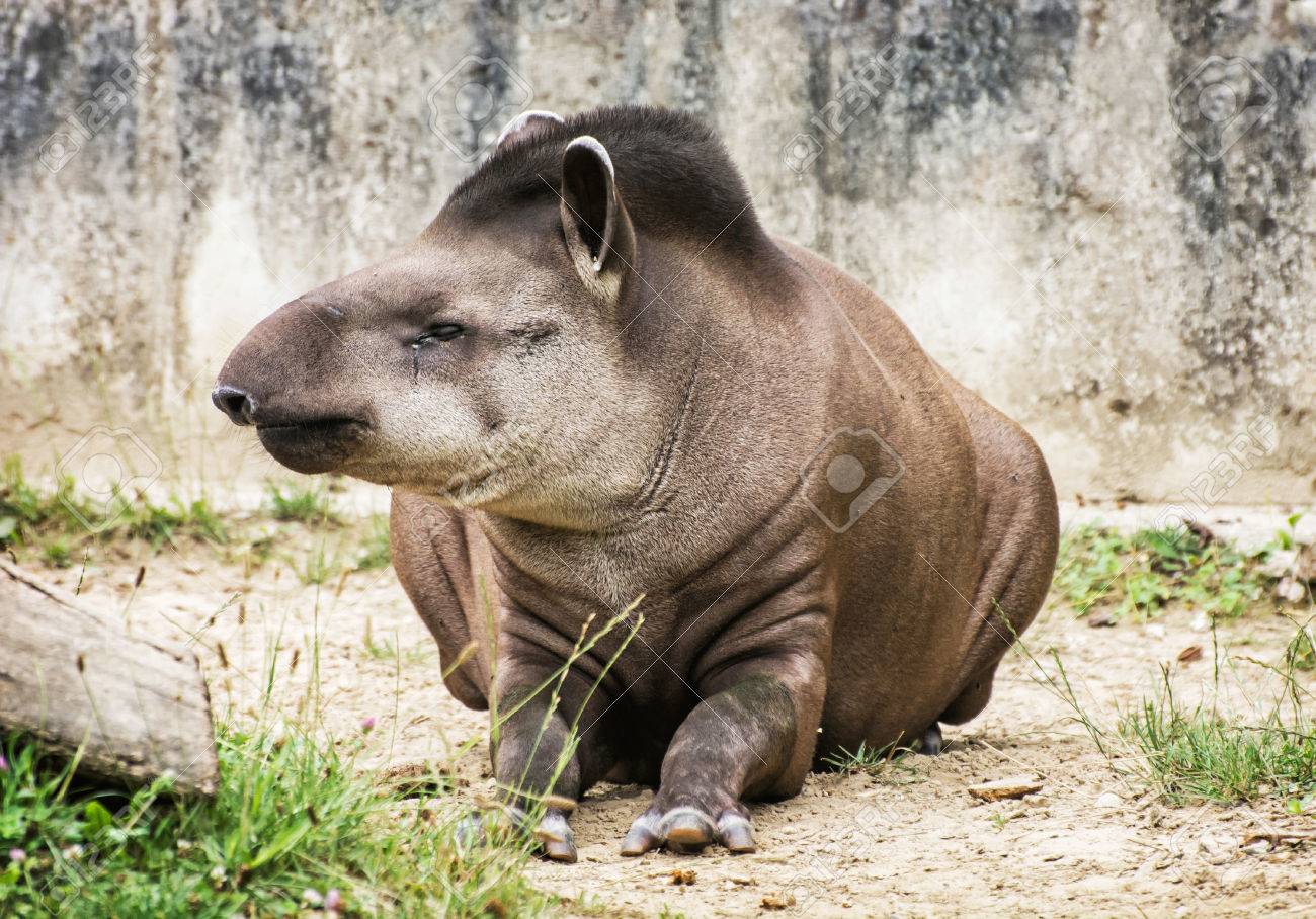 アメリカバク Tapirus ハマビシ は ブラジルのバク バクの低地としても知っています 絶滅危惧の動物種 自然の美しさ 動物の肖像画 の写真素材 画像素材 Image