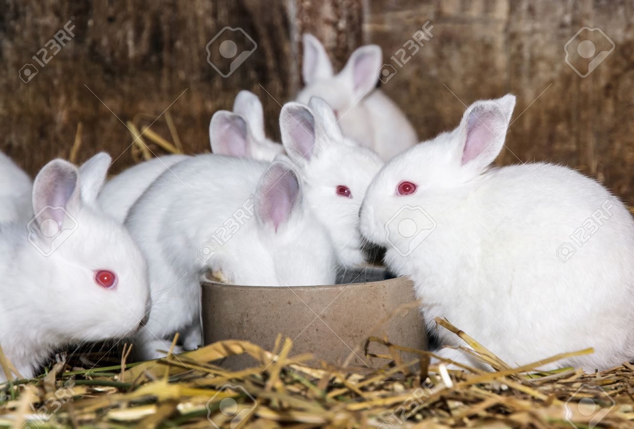 Beautiful White Rabbits Animal Portrait Big Ears And Red Eyes