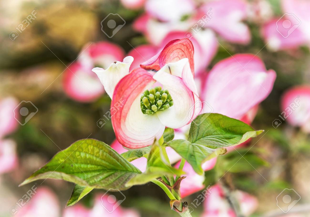 Cornus フロリダ ハナミズキ ミズキ 北アメリカ東部と北メキシコ原産の草花の種であります 花木 枝に咲きます マクロ写真 の写真素材 画像素材 Image
