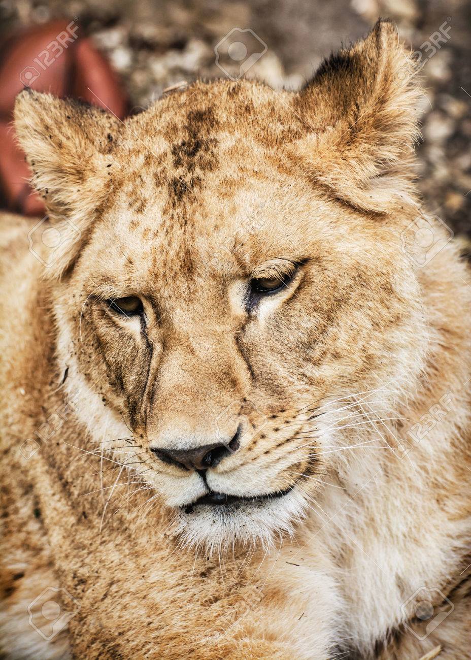 バーバリ ライオン ライオンの肖像レオ 動物の肖像画 雌ライオンのクローズ アップ アトラス ライオン 絶滅危惧種 動物背景 の写真素材 画像素材 Image