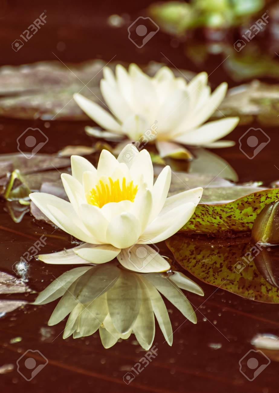 Yellow Nenuphar Nymphaeaceae Dans Le Bassin De Jardin Plante Aquatique Belle Filtre Photo Fond Naturel Saisonnier Beaute Dans La Nature