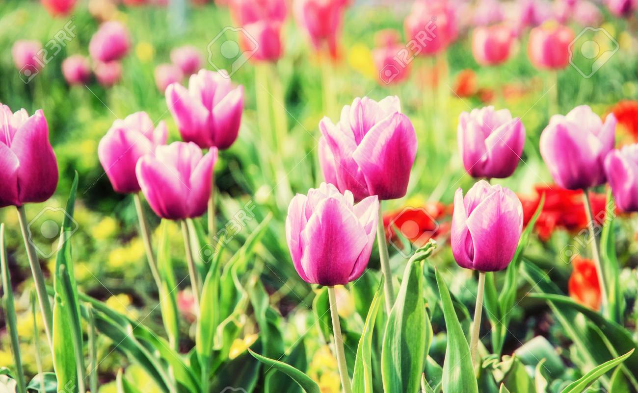 美しいピンクのチューリップは 庭に植えた 自然の美しさ レトロな写真フィルターです 春の自然の情景 の写真素材 画像素材 Image 7496