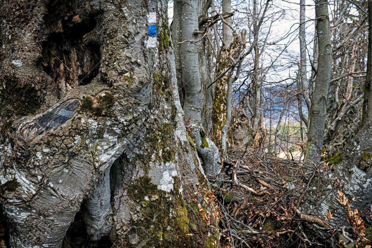 Old tree with blue tourist sign, Lysec hill, Big Fatra mountains, Slovak republic. Seasonal natural scene. Hiking theme. - 169797825 Old tree with blue tourist sign, Lysec hill, Big Fatra mountains, Slovak republic. Seasonal natural scene. Hiking theme. - 169797825