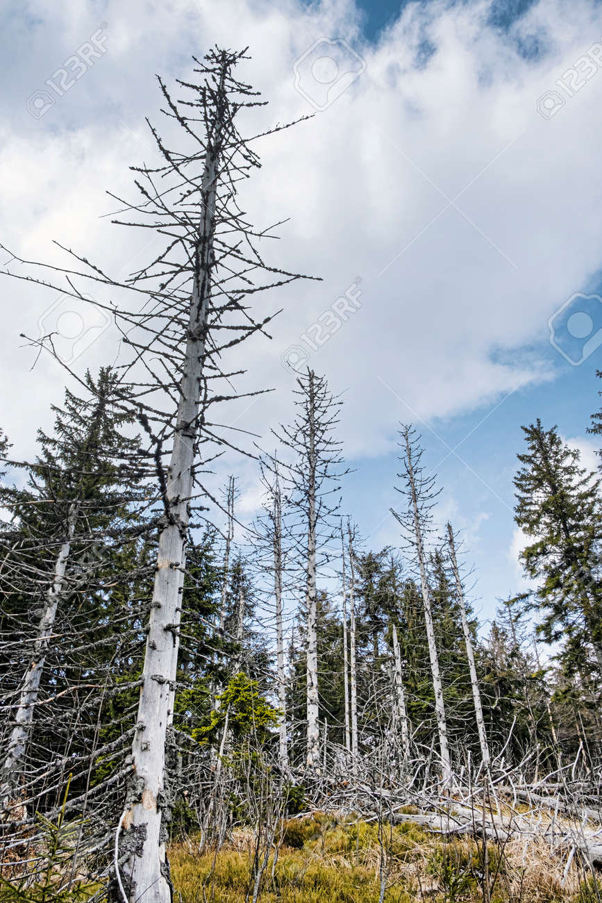 Dried trees, Big Fatra mountains, Slovak republic. Seasonal natural scene. Forest calamity theme. - 169797891 Dried trees, Big Fatra mountains, Slovak republic. Seasonal natural scene. Forest calamity theme. - 169797891