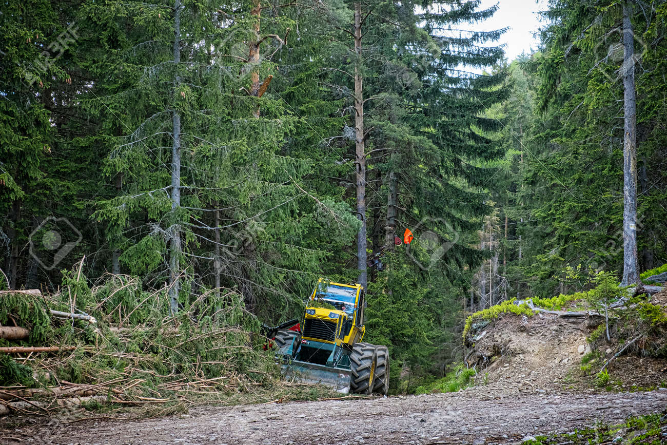 Tree logging in Ziar valley, National park Western Tatras, Slovak republic. Deforestation theme. Seasonal natural scene. - 169797945 Tree logging in Ziar valley, National park Western Tatras, Slovak republic. Deforestation theme. Seasonal natural scene. - 169797945