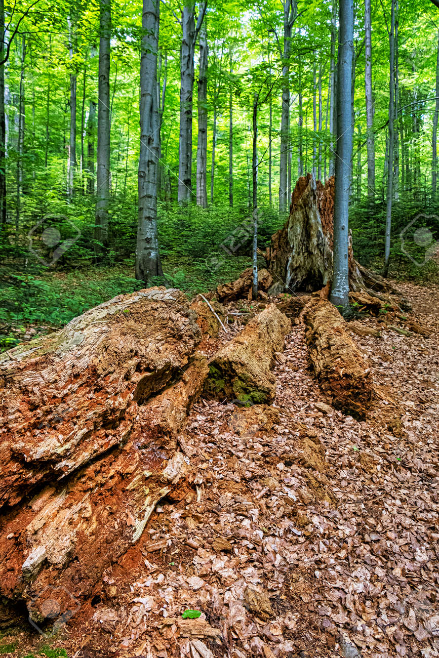 Dead tree, primeval forest Stuzica, National Park of Poloniny, Slovak republic. Seasonal natural scene. - 170399932 Dead tree, primeval forest Stuzica, National Park of Poloniny, Slovak republic. Seasonal natural scene. - 170399932