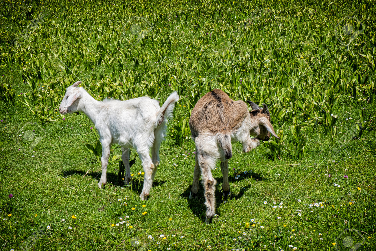Two domestic goats, open-air museum in Stara Lubovna, Slovak republic. Animal scene. - 172148709 Two domestic goats, open-air museum in Stara Lubovna, Slovak republic. Animal scene. - 172148709