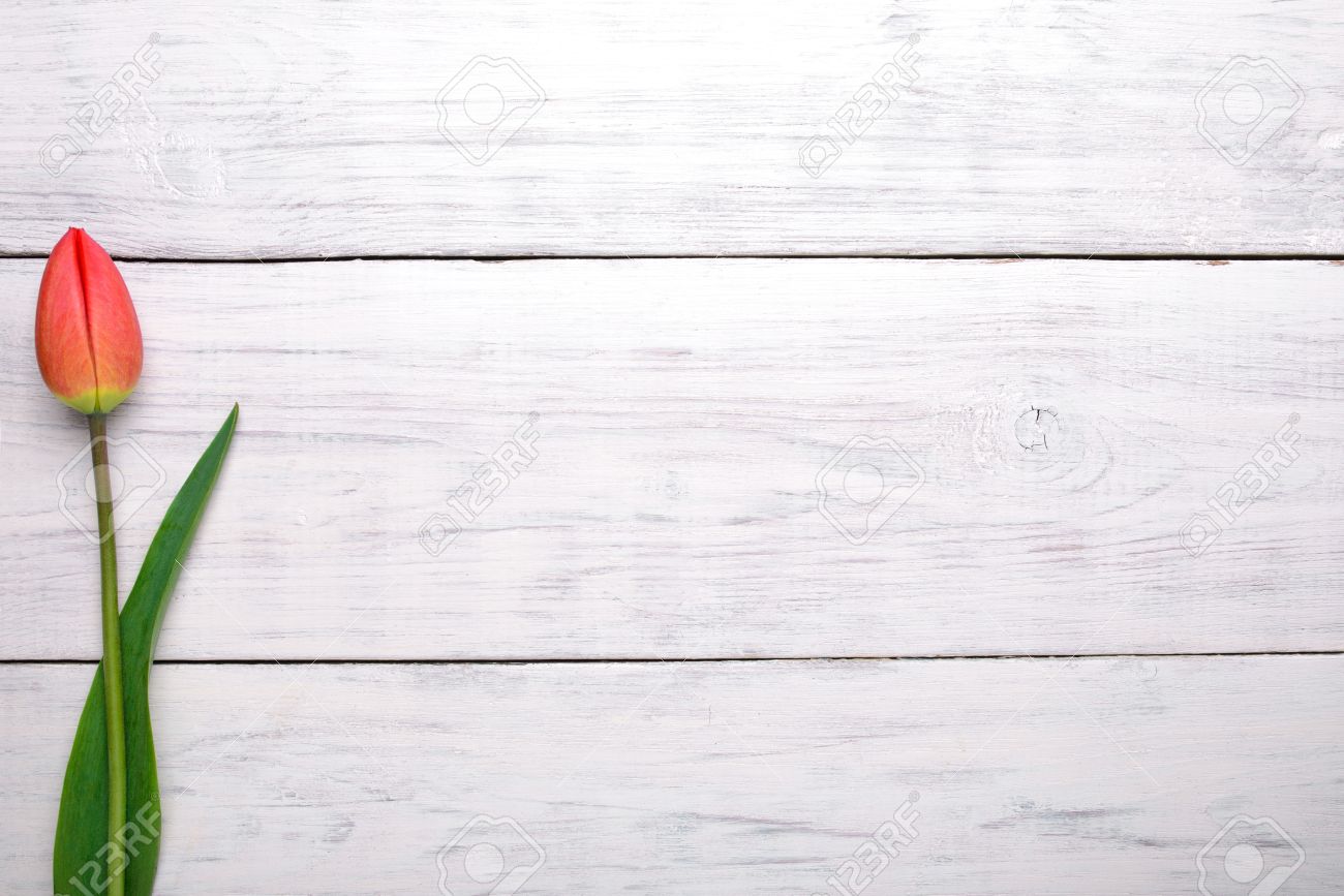 table background food red tulip flower on old white wooden table background top view with copy space tulip flower on old white wooden table background view table background food red tulip flower on old white wooden table background top view with copy space tulip flower on old white wooden table background view