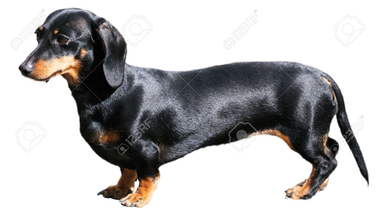 pedigree sausage dog