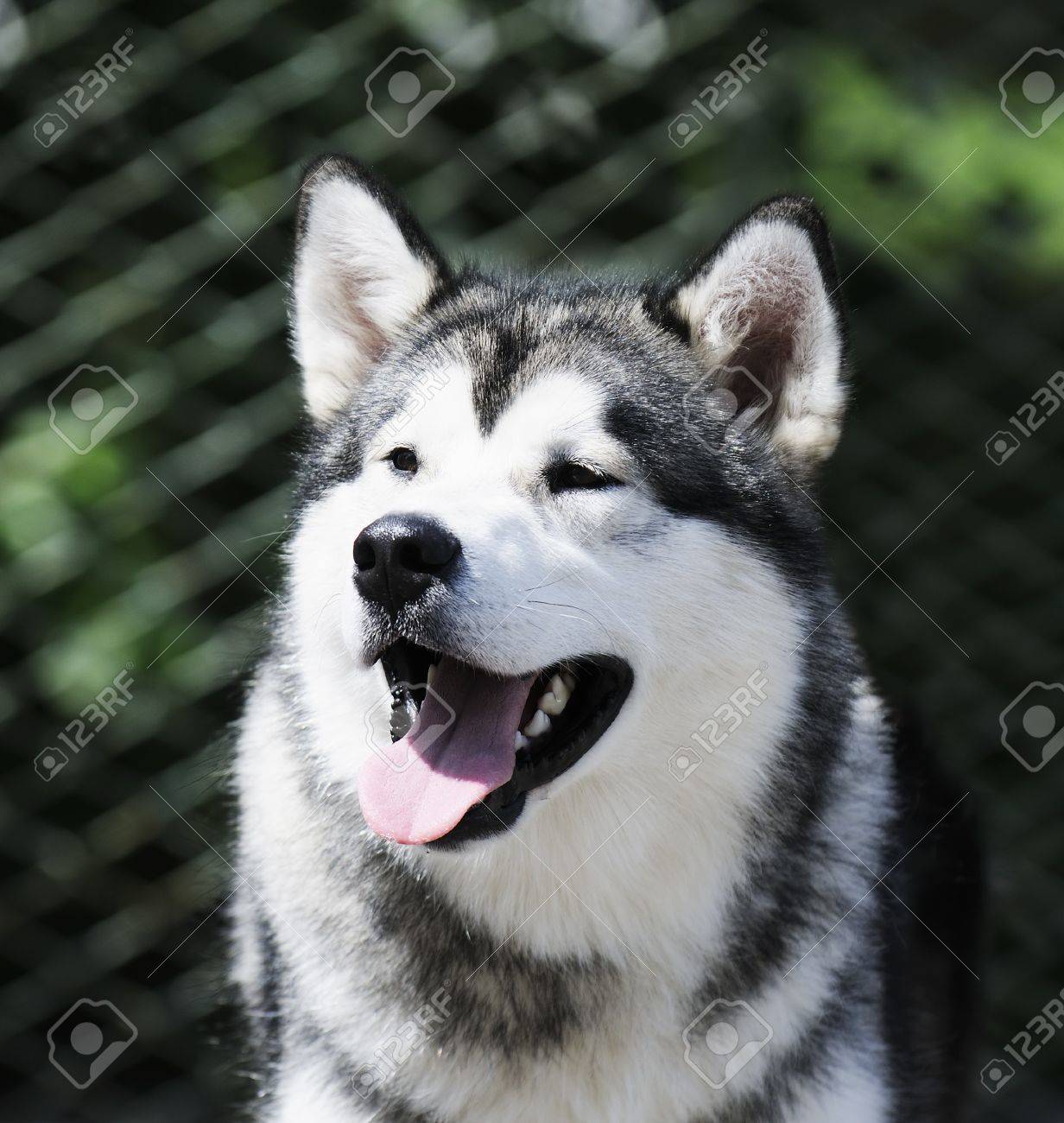 エスキモー犬ぼやけて背景上の ハスキー 屋外のポートレート の写真素材 画像素材 Image エスキモー犬ぼやけて背景上の ハスキー 屋外のポートレート の写真素材 画像素材 Image