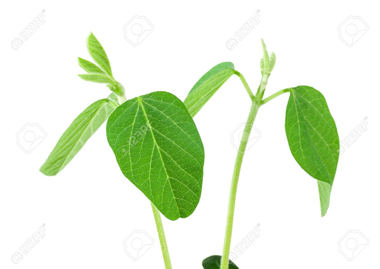 plant soy