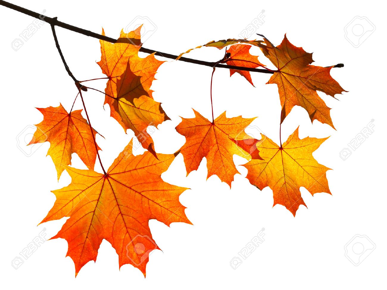 branch with yellow and orange autumn maple leaves isolated on white background - 33528381 branch with yellow and orange autumn maple leaves isolated on white background - 33528381