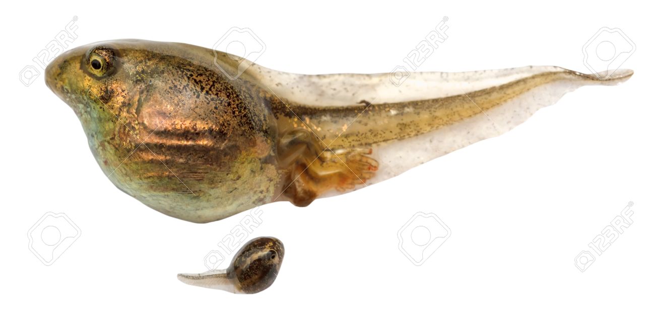 Two Tadpoles Of Frogs Close Up Isolated On White Background Stock - 1300x645 - jpeg Tadpoles To Frogs