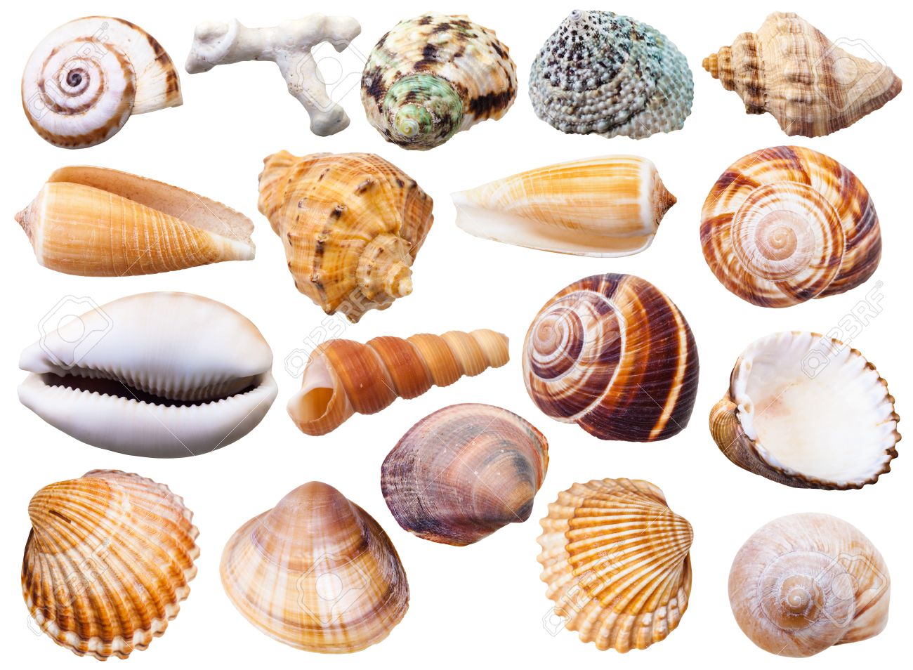 set of various mollusc shells isolated on white background - 50861859 set of various mollusc shells isolated on white background - 50861859