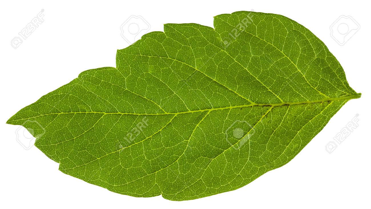 green leaf of acer negundo maple ash tree isolated on white