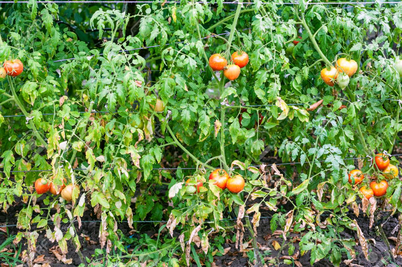 Tomaten Straucher Mit Fruchten Im Garten Gemuse Nach Dem Giessen Lizenzfreie Fotos Bilder Und Stock Fotografie Image 60884301