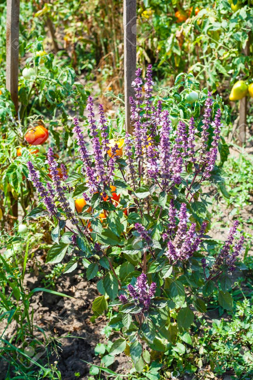 日当たりの良い夏の日の菜園のバジル ハーブとトマト茂みの開花 の写真素材 画像素材 Image