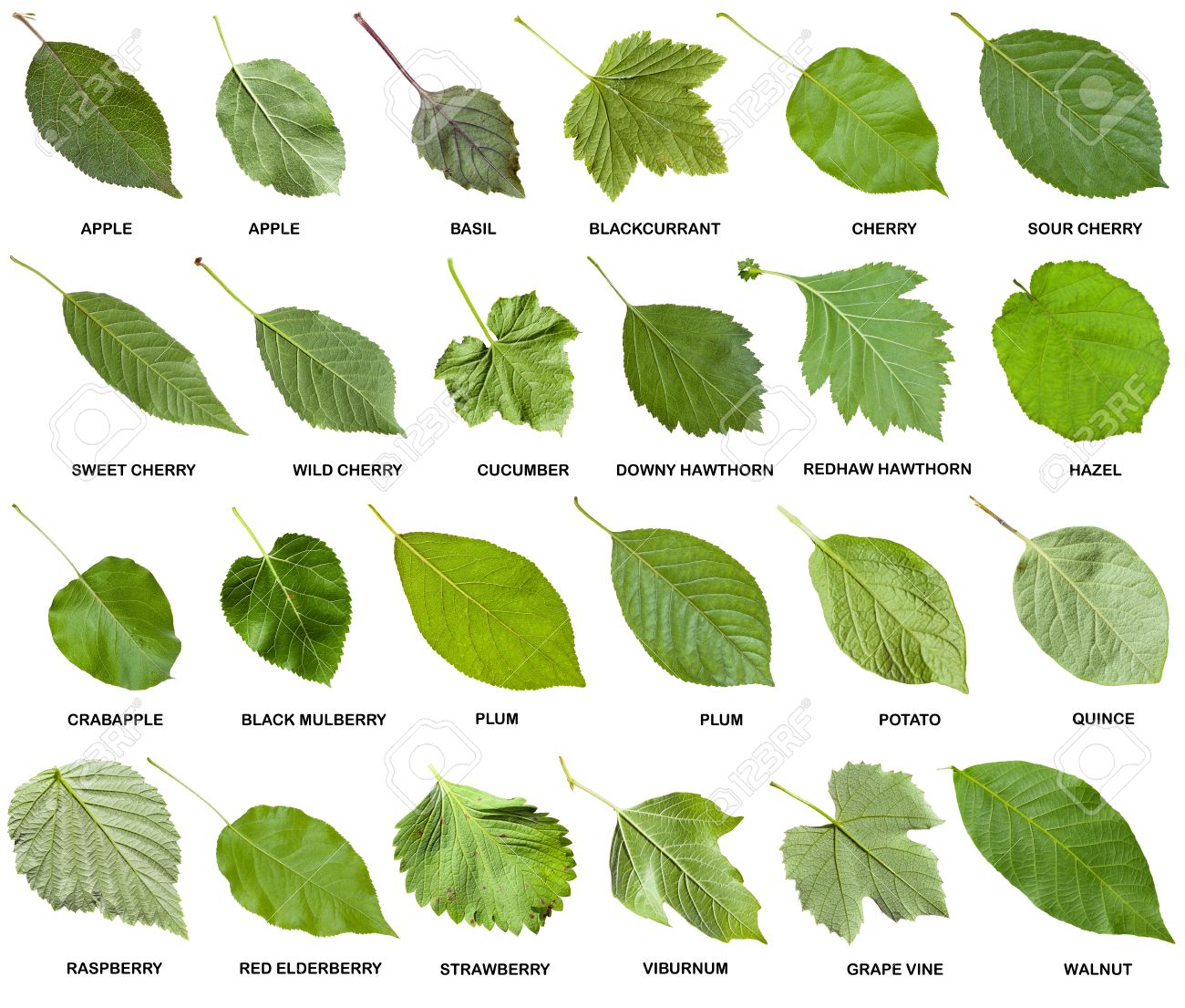 collage from green leaves of trees and shrubs with names isolated on white background - 62950155 collage from green leaves of trees and shrubs with names isolated on white background - 62950155