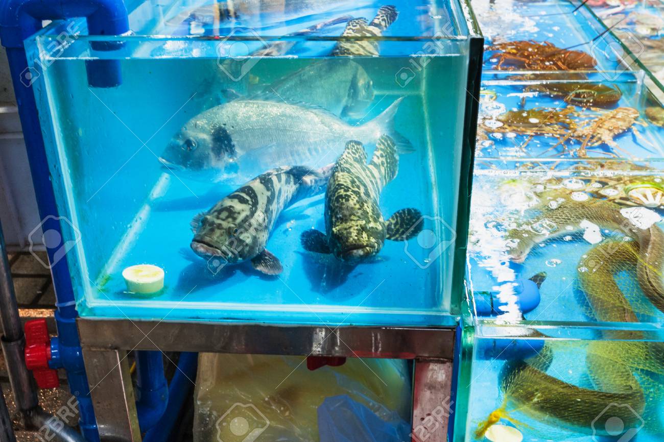 旅行中国に 魚 黄沙水生製品取引市場で春のシーズンで広州市のうなぎ の写真素材 画像素材 Image