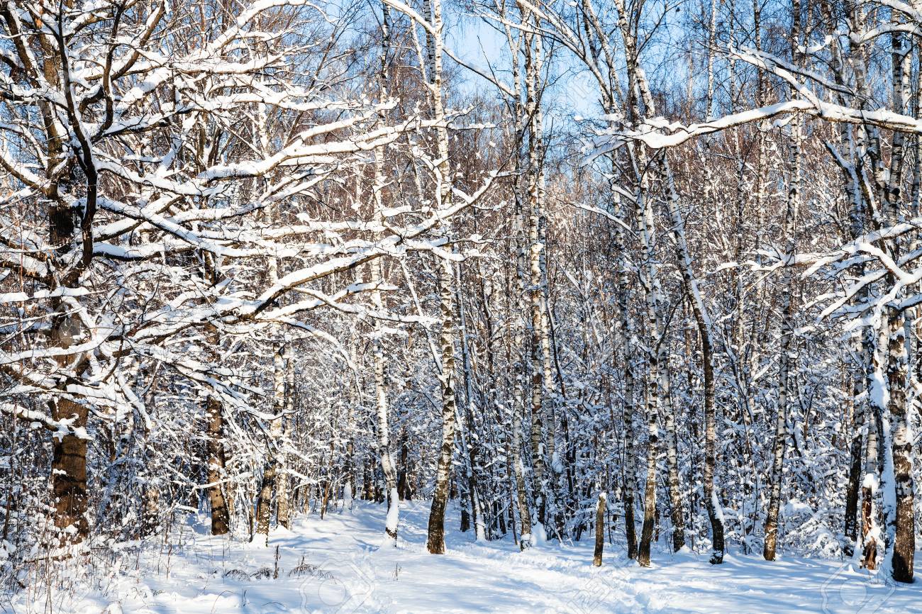 Snow Covered Woods In Forest Of Timiryazevskiy Park Of Moscow City In Sunny Winter Day Stock Photo Picture And Royalty Free Image Image 105019997