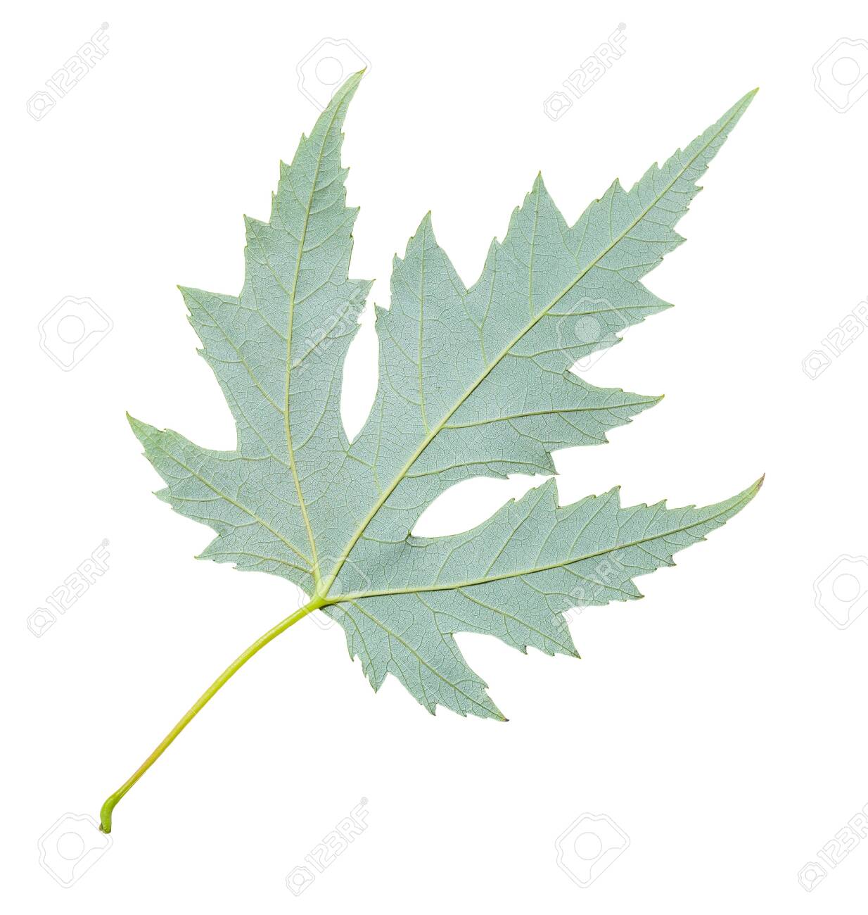 Back Side Of Green Leaf Of Silver Maple Tree Acer Saccharinum Stock Photo Picture And Royalty Free Image Image