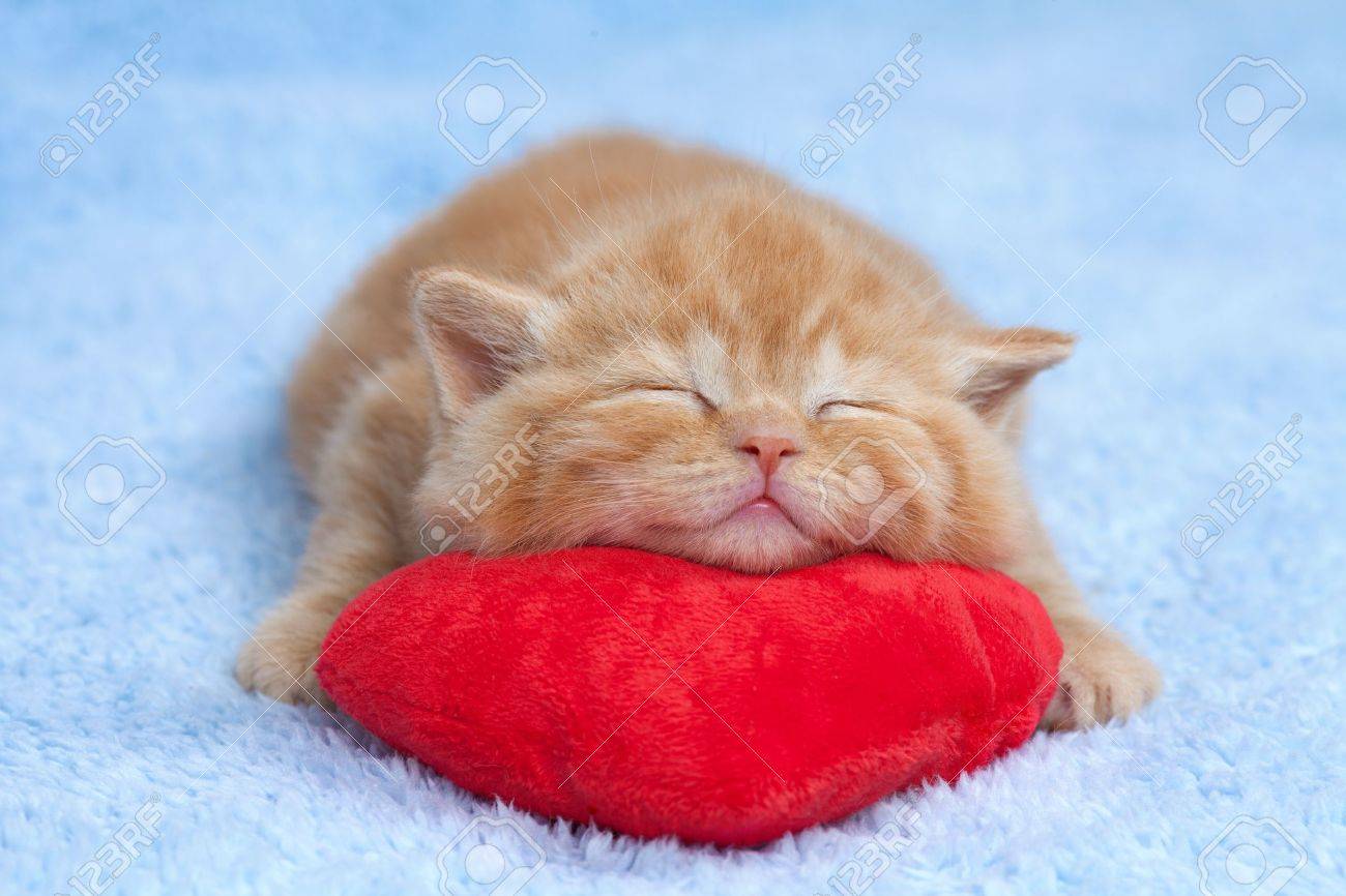 cat sleeping pillow