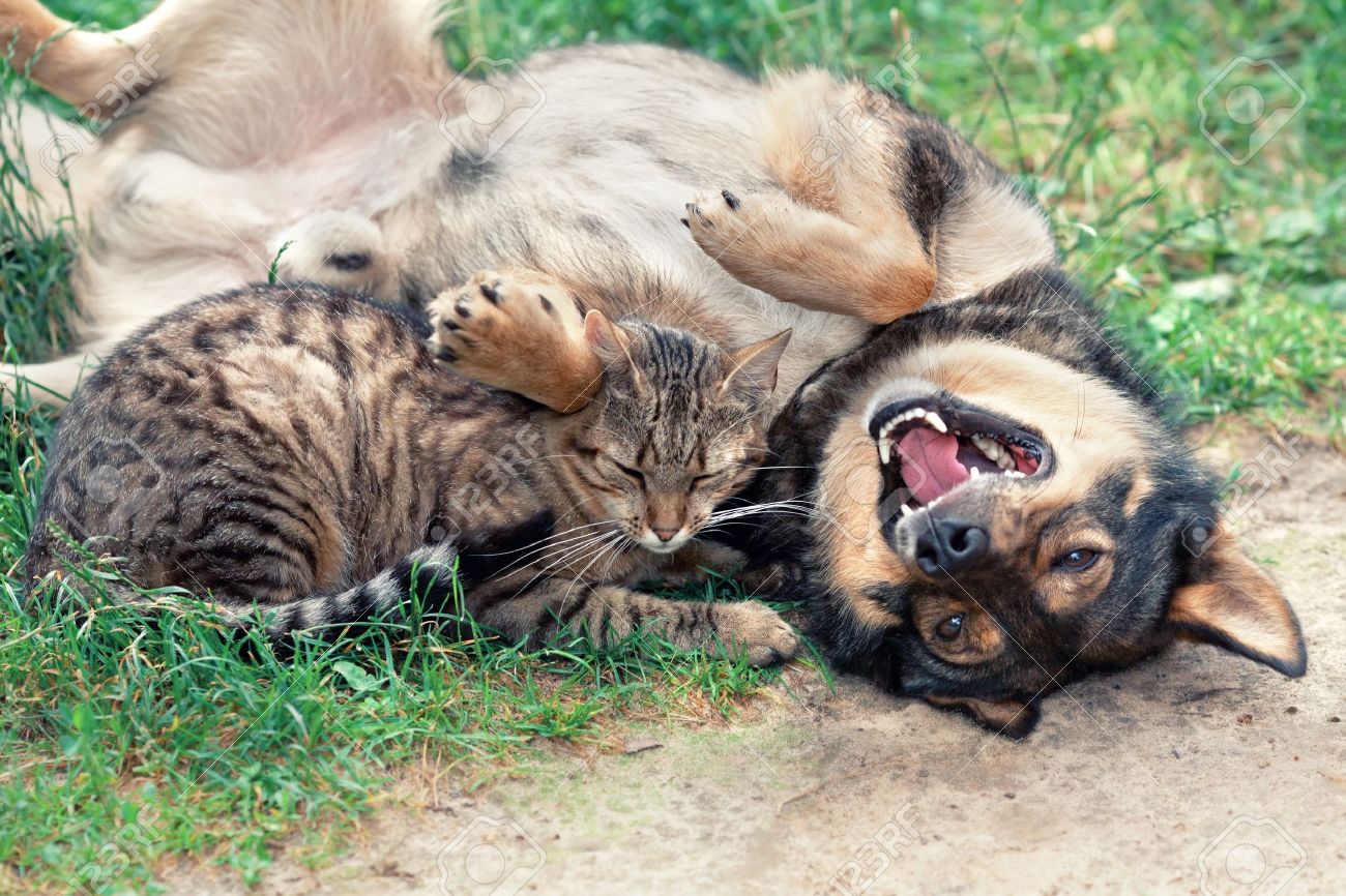 cat playing with dog cat playing with dog