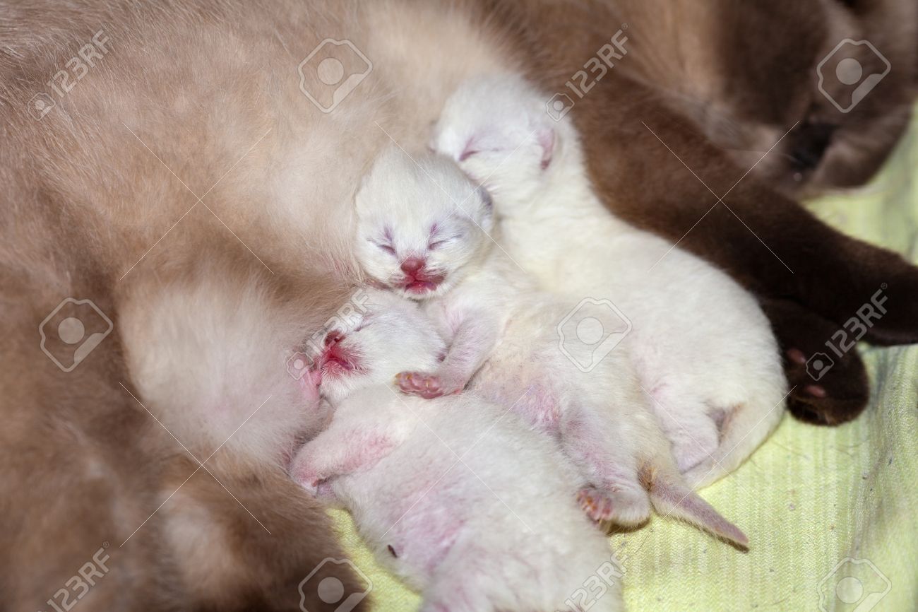 Newborn Kitten Sleeping After Breastfeeding Stock Photo Picture And Royalty Free Image Image