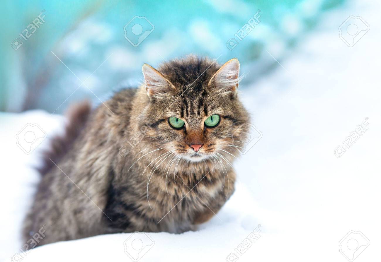 Mignon Siberien Marche De Chat Dans La Neige Banque D Images Et Photos Libres De Droits Image