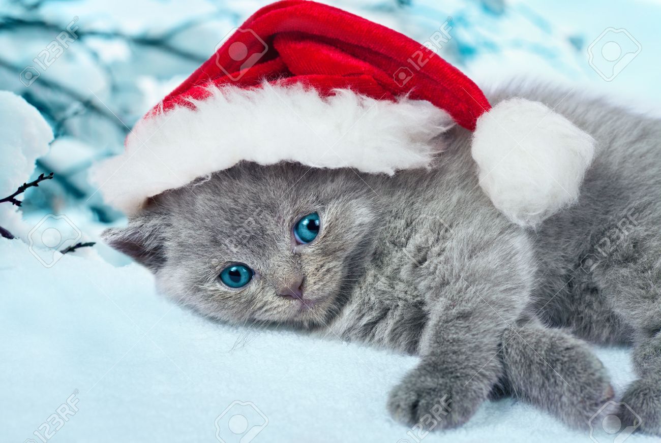 kitten santa hat