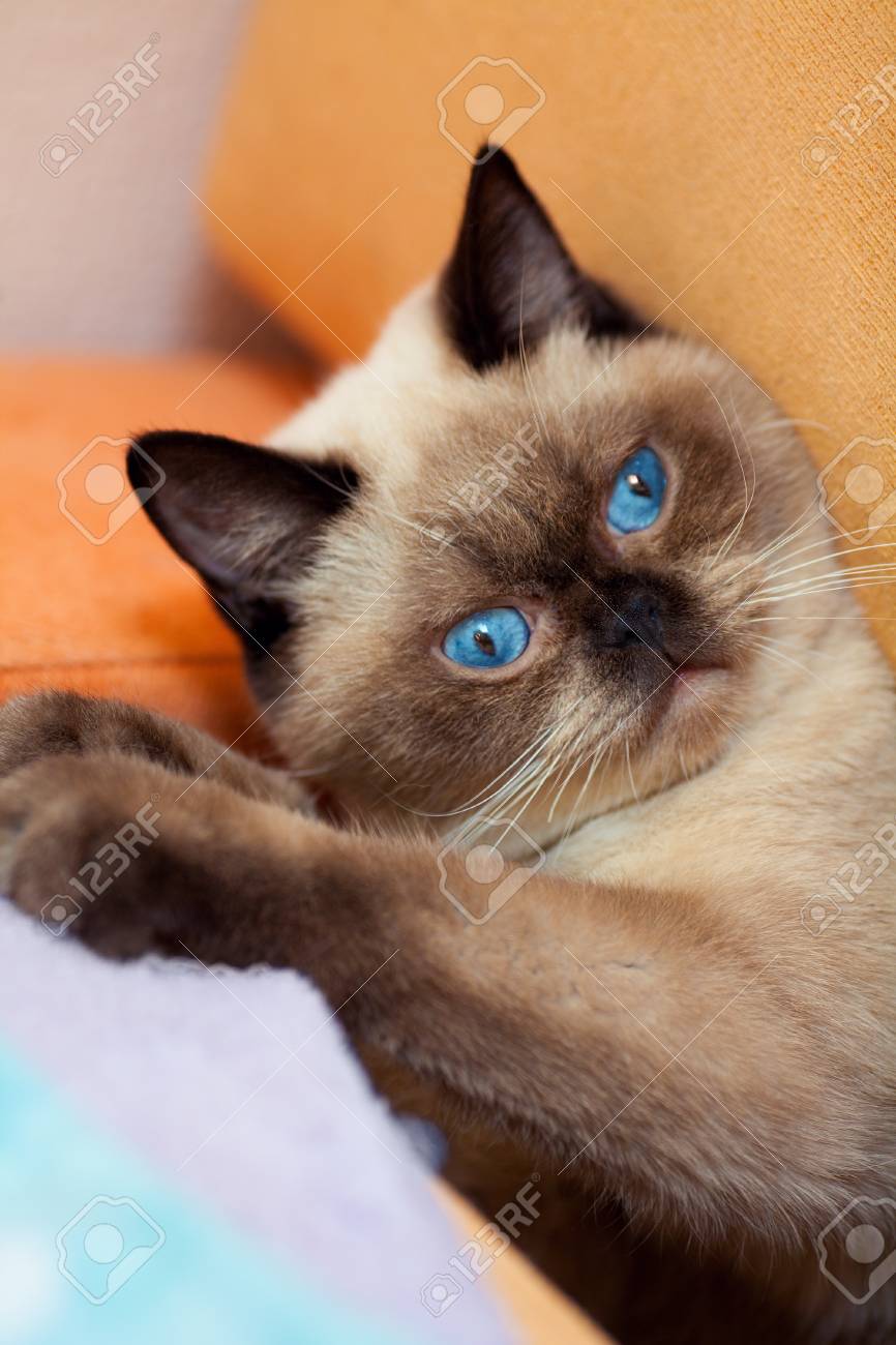 可愛いシャム猫の肖像画 の写真素材 画像素材 Image 可愛いシャム猫の肖像画 の写真素材 画像素材 Image
