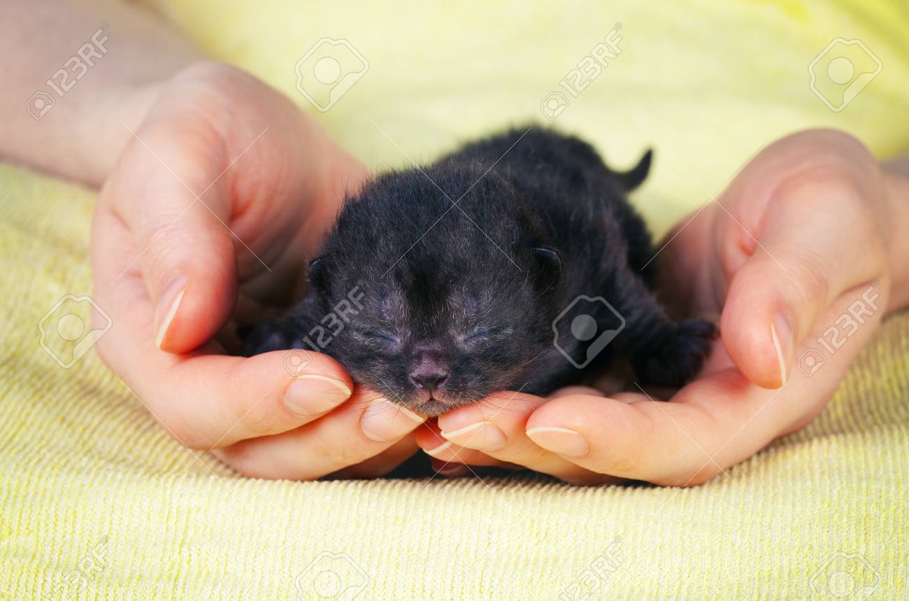 Black Newborn Kitten In Female Hands Stock Photo, Picture and Royalty Free  Image. Image 38380760., image size:1300x859