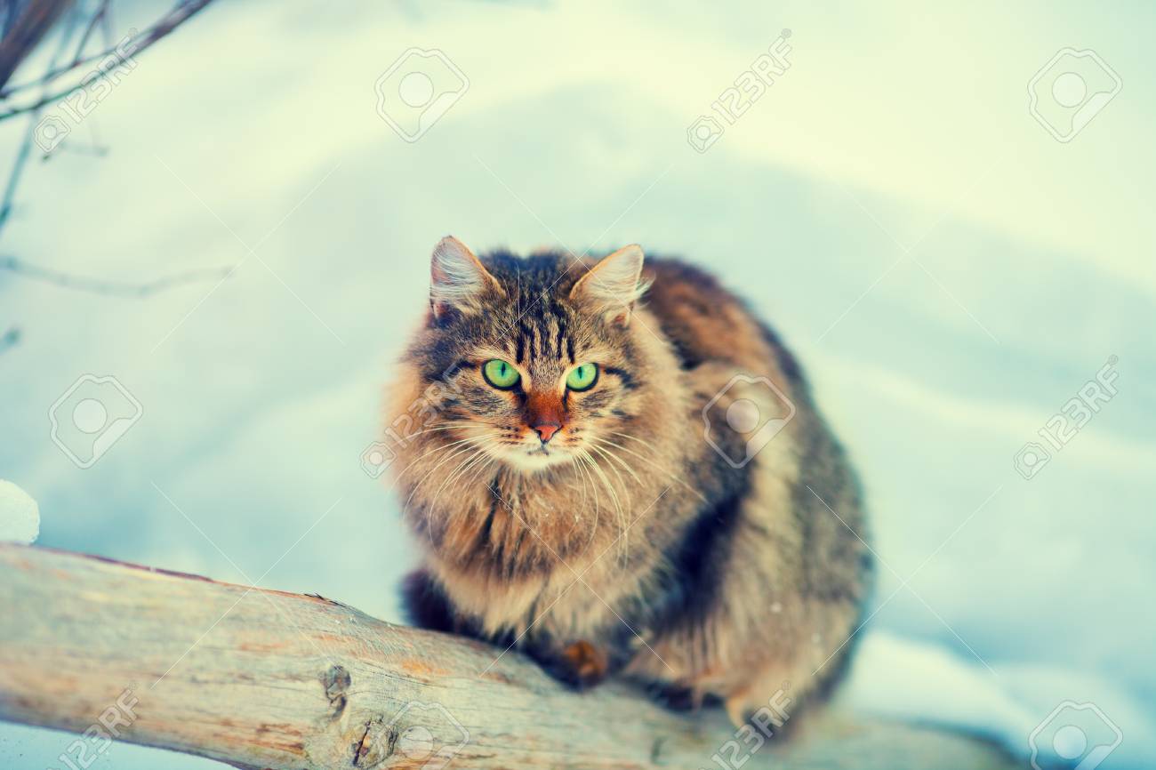 Exterieur De Chat De Siberie En Hiver Banque D Images Et Photos Libres De Droits Image