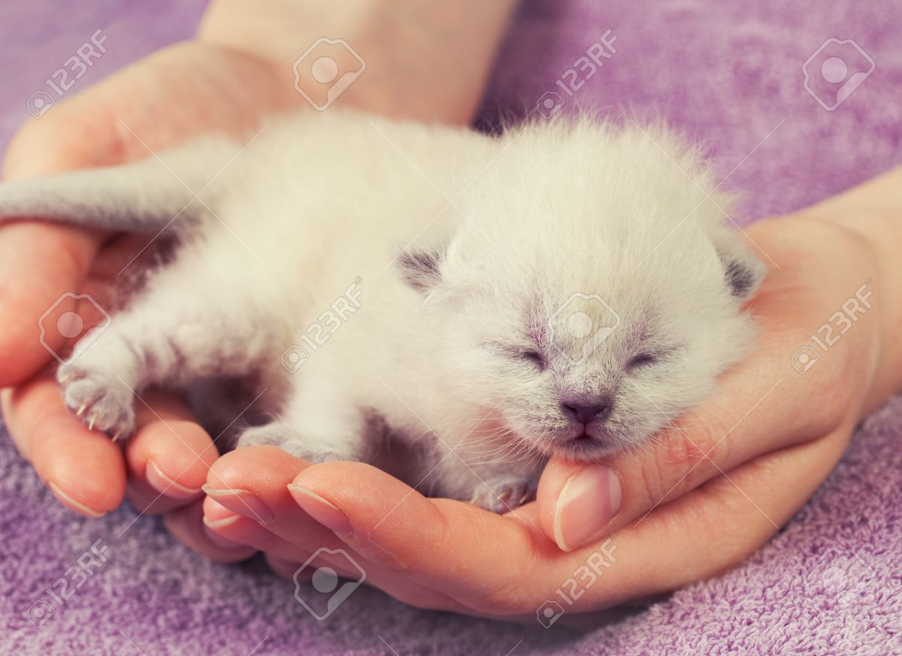 White Newborn Kittens In Female Hands Stock Photo Picture And Royalty Free Image Image 39662330