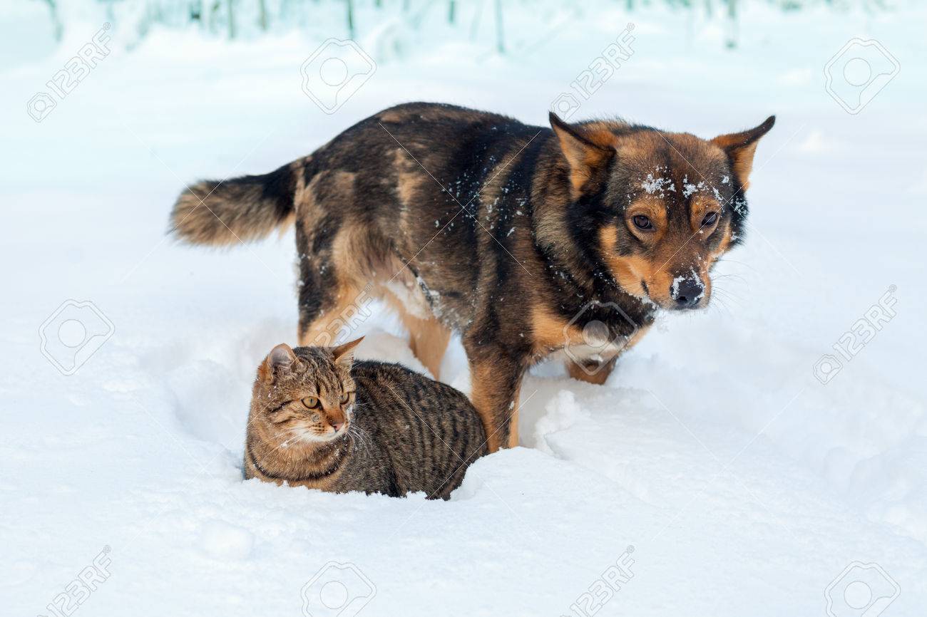 Chat Et Chien Meilleurs Amis Chat Et Chien à Jouer Ensemble En Plein Air Sur La Neige En Hiver