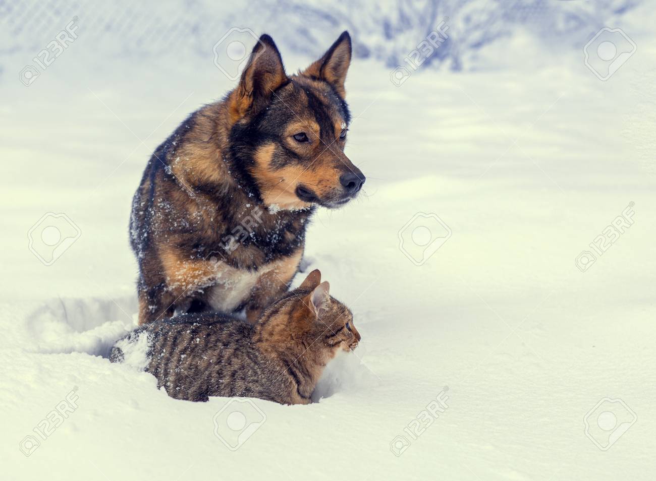 Chat Et Chien Meilleurs Amis Chat Et Chien à Jouer Ensemble En Plein Air Sur La Neige En Hiver