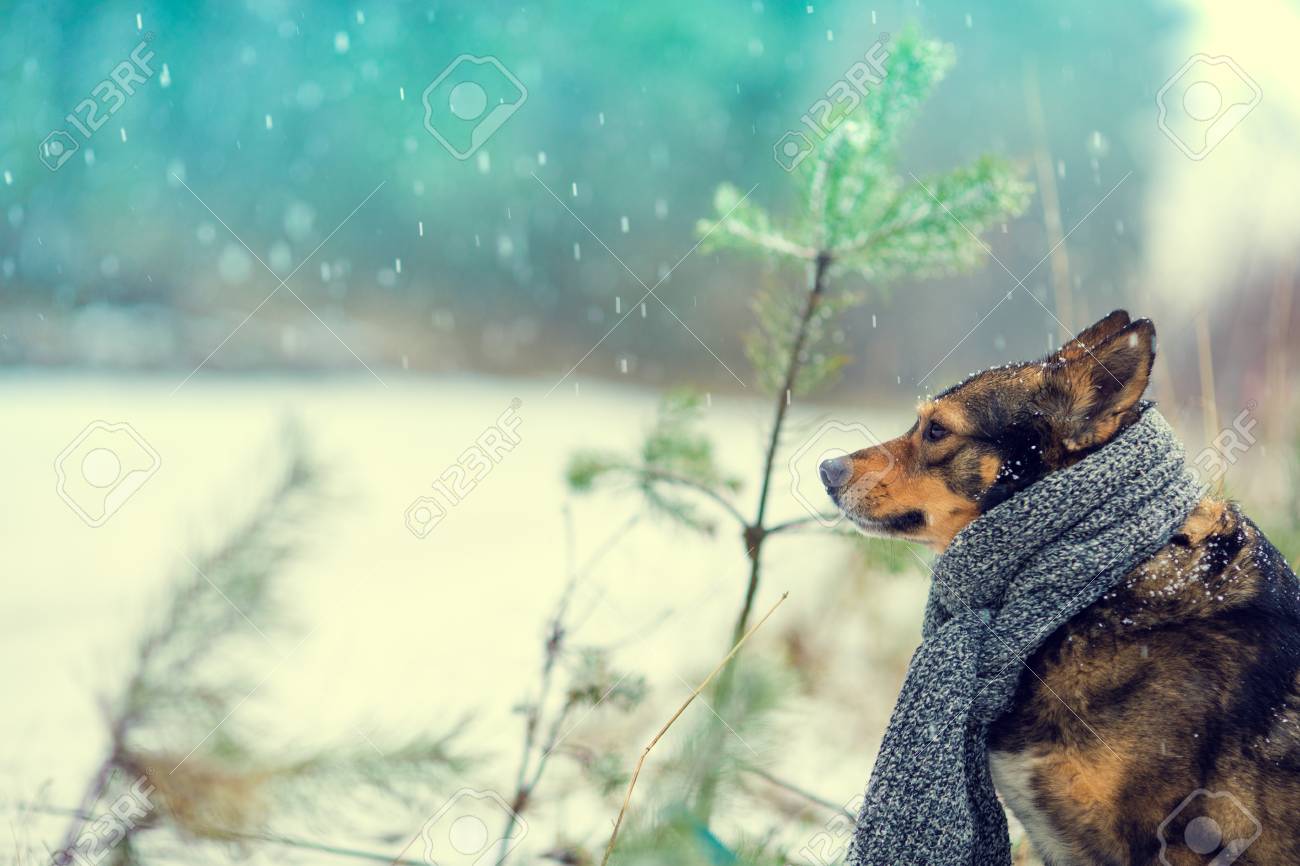 フォレストのブリザードで歩いて首に縛らニット スカーフ犬の肖像画 の写真素材 画像素材 Image