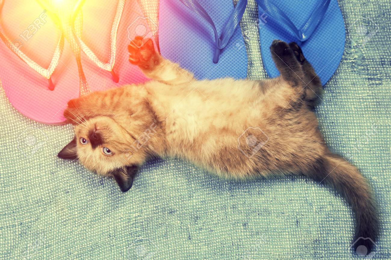 gato con sandalias