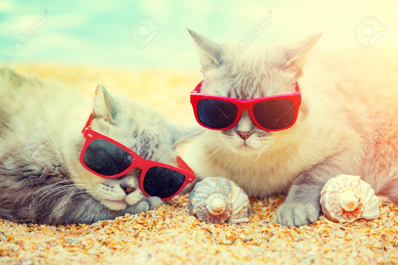 sunglasses cats