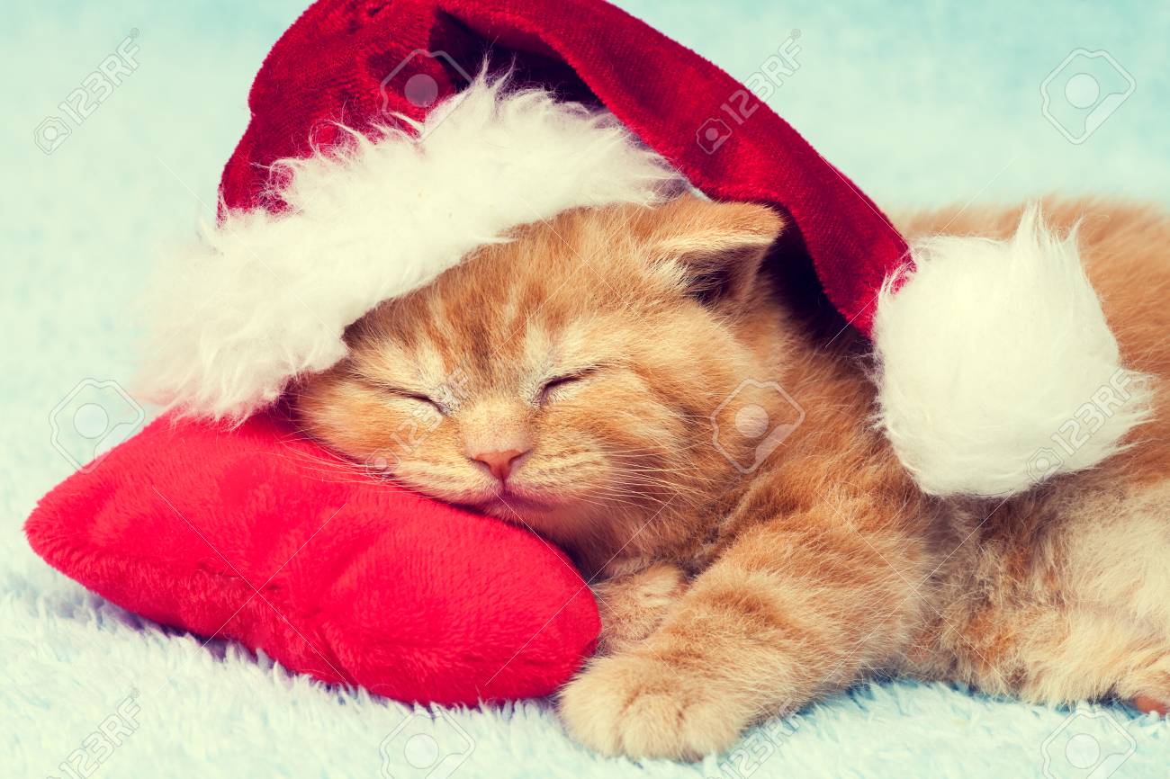 https://previews.123rf.com/images/vvvita/vvvita1709/vvvita170900229/87102952-petit-chaton-portant-le-chapeau-de-père-noël-dort-sur-l-oreiller-rouge.jpg