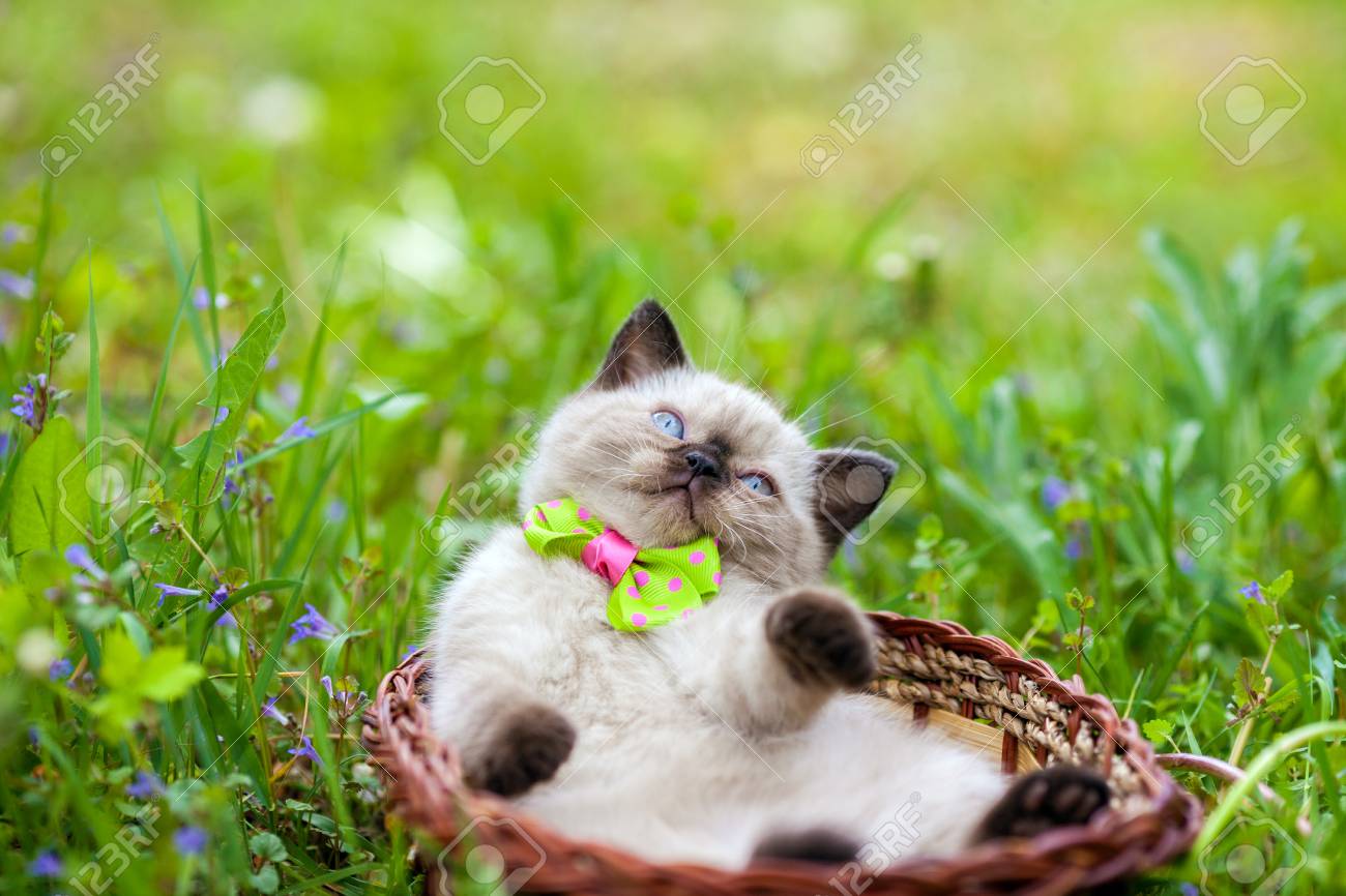 kittens with bow ties