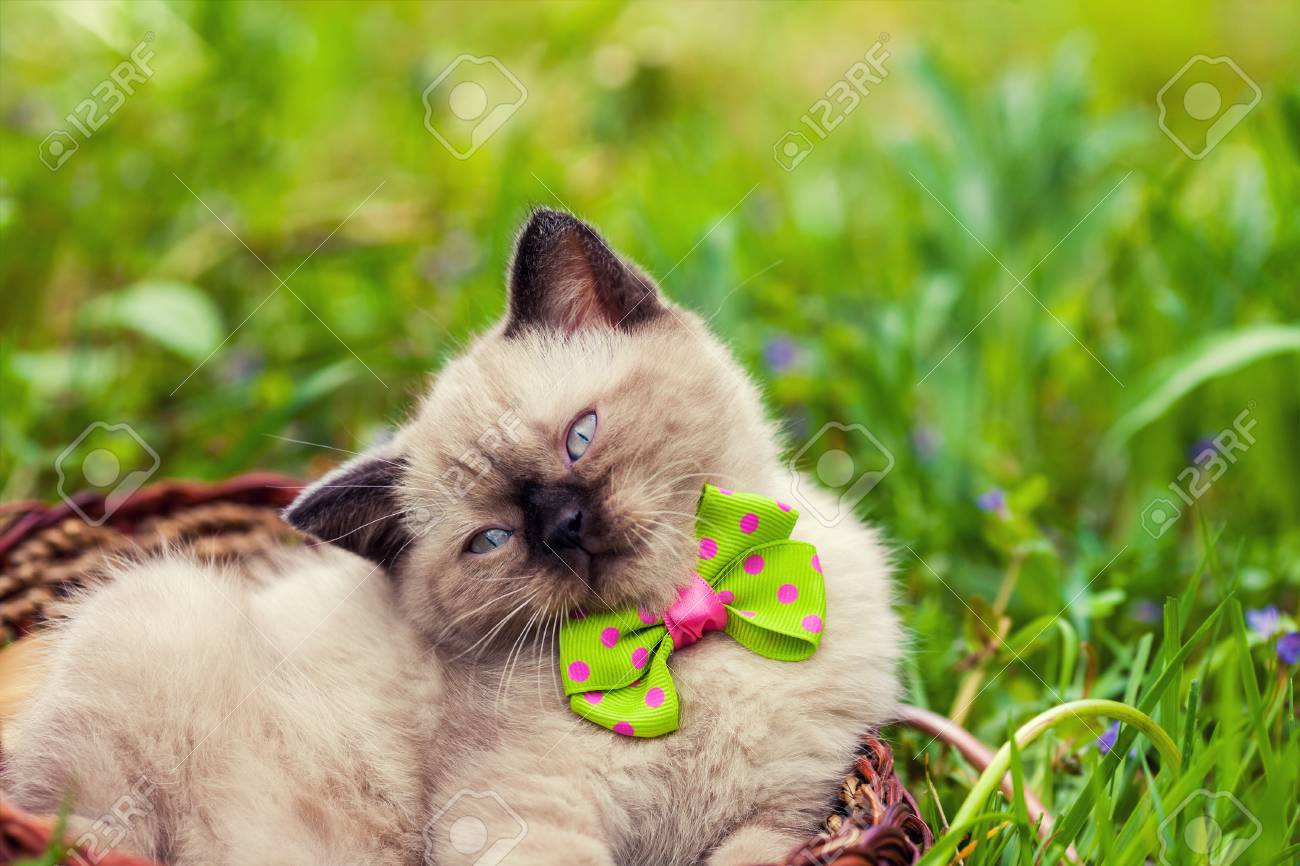 kittens with bow ties