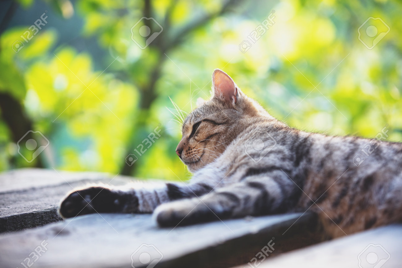 etiam-dictum-ipsum-a-felis