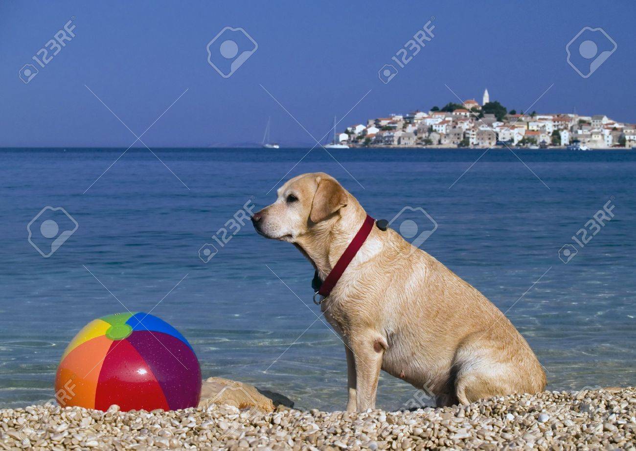 dog beach ball