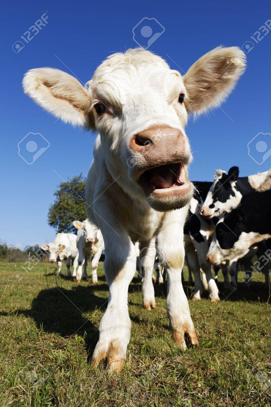 Cute Baby Cow On Farmland In Summer Stock Photo Picture And Royalty
