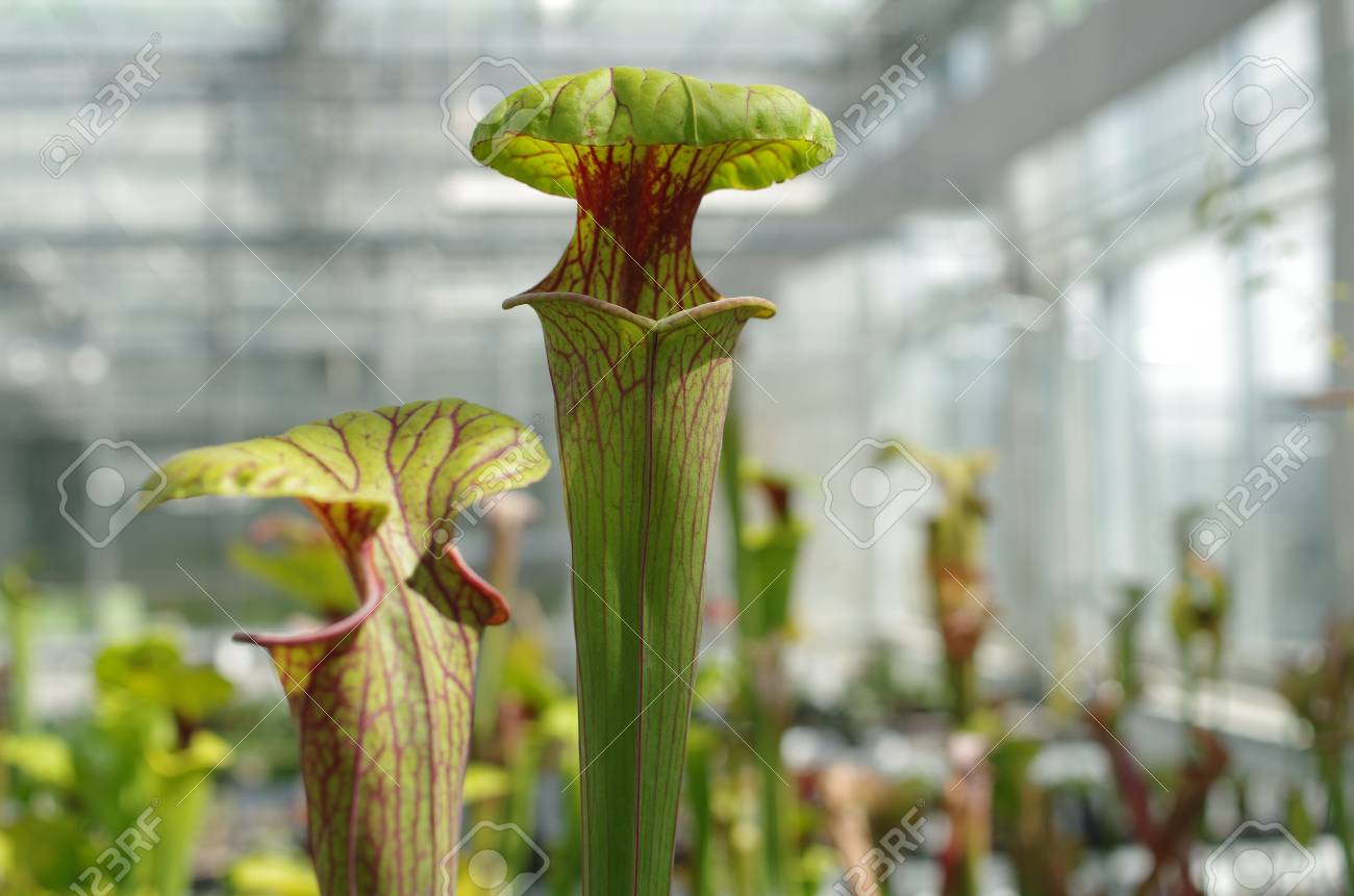 サラセニア フラバ 黄色の嚢状葉植物に花が絶滅危惧種 遺伝子を保存するための温室プール 救助 肉食 科学 チェコ共和国 ヨーロッパ Eu の写真素材 画像素材 Image