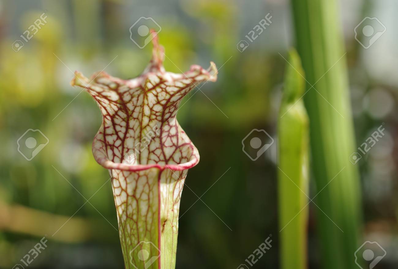 サラセニア Leucophylla 白の嚢状葉植物 固有種 絶滅危惧種の花 遺伝子プール 食虫植物 科学 保存のための温室ヨーロッパ Eu の写真素材 画像素材 Image