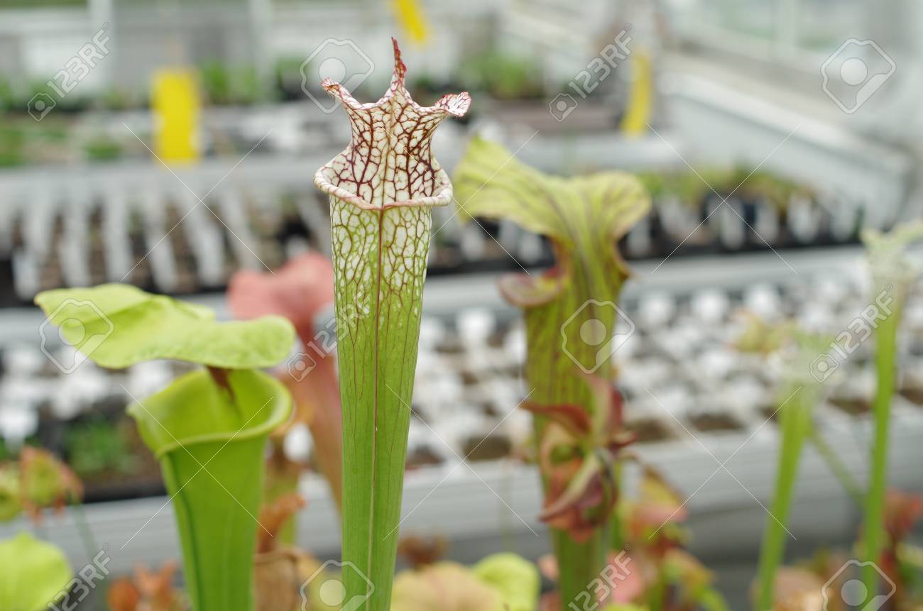 黄色の嚢状葉植物 サラセニア フラバと白食虫植物 サラセニア Leucophylla 固有種 絶滅危惧種の花 遺伝子プール 食虫植物 科学 保存のための温室ヨーロッパ Eu の写真素材 画像素材 Image