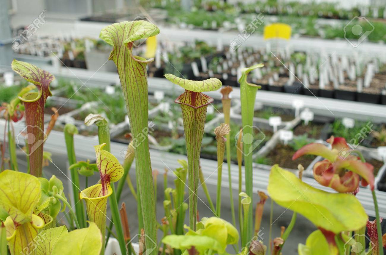 黄色の食虫植物 サラセニア フラバ 絶滅危惧種花 遺伝子プール 食虫植物 科学 保存のための温室チェコ共和国 ヨーロッパ Eu の写真素材 画像素材 Image