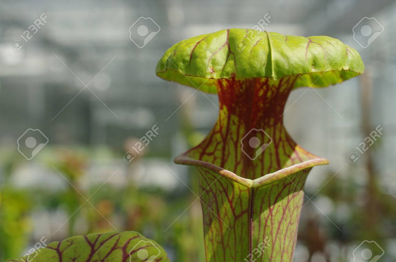 サラセニア フラバ 黄色の嚢状葉植物に花が絶滅危惧種 遺伝子を保存するための温室プール 救助 肉食 科学 チェコ共和国 ヨーロッパ Eu の写真素材 画像素材 Image